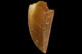 Serrated, Raptor Tooth - Real Dinosaur Tooth #179627-1